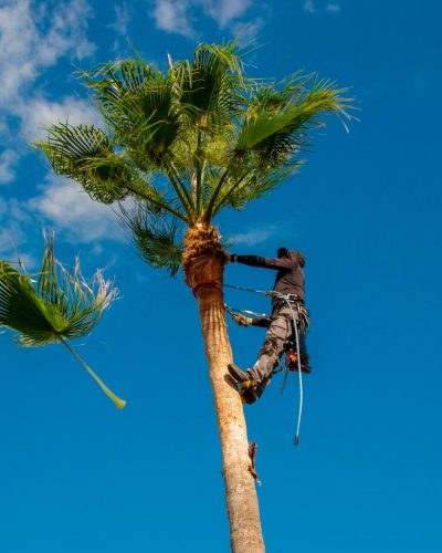 Poda de árboles Atarfe