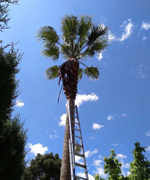 Servicios de jardinería Granada