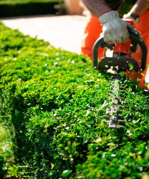 Poda de árboles Peligros