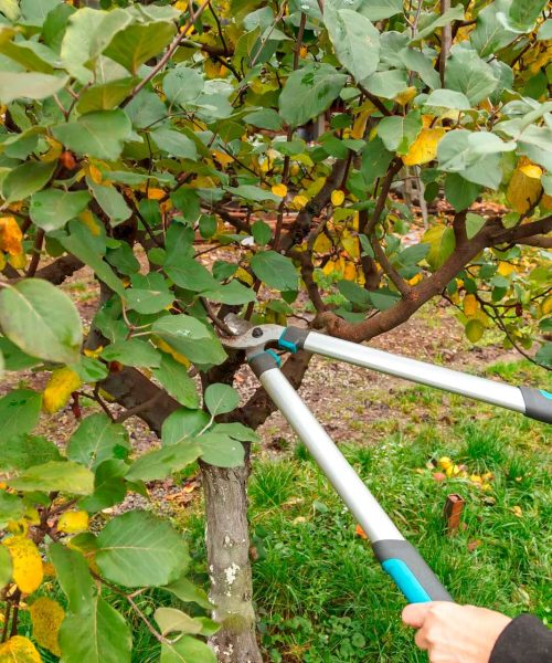 Poda de árboles Peligros